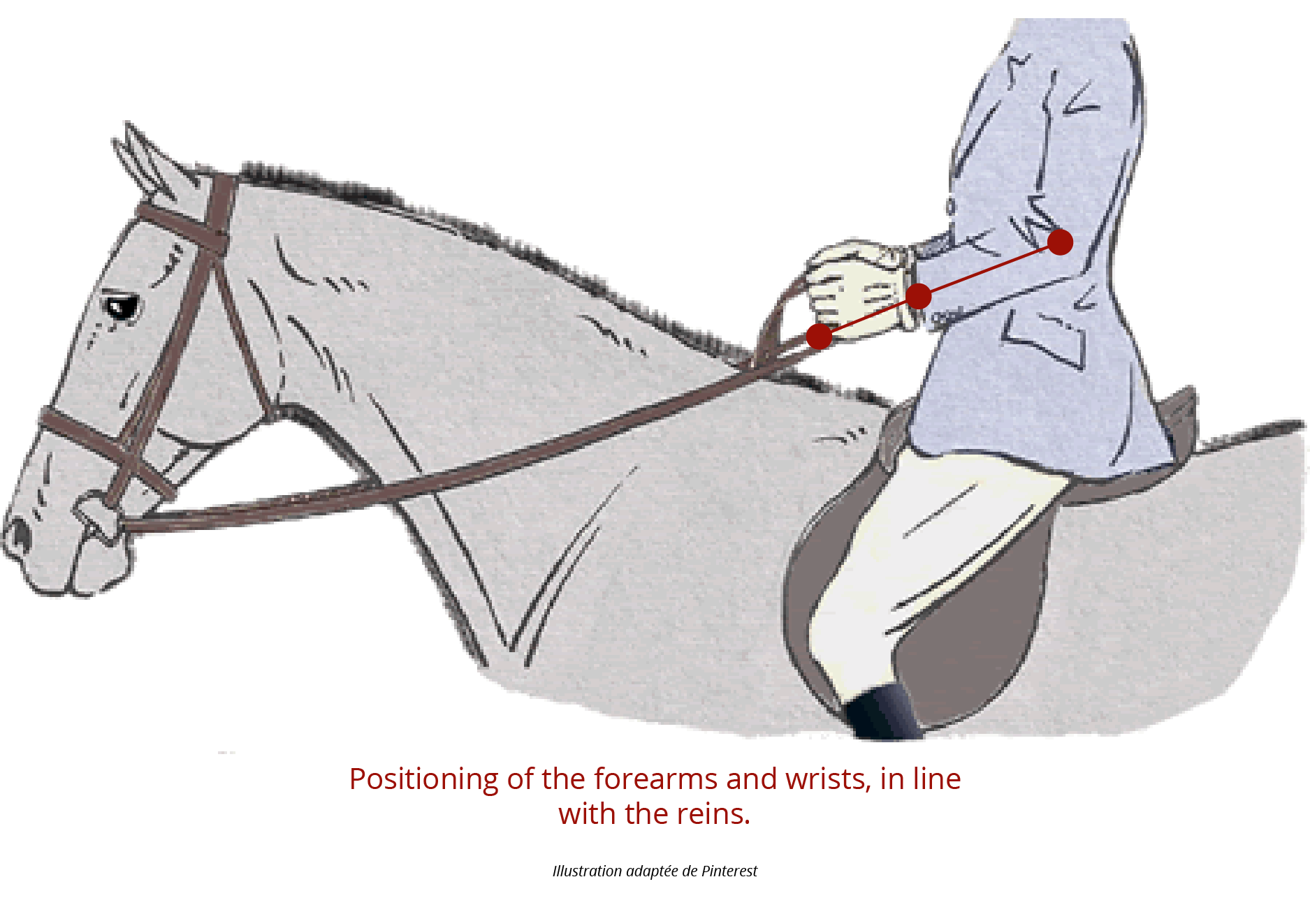 The reins what effects on your horse?
